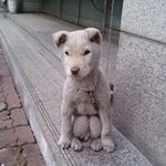 <b>희한</b>하게 앉아 있는 강아지와 고양이