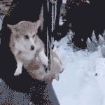 만사가 귀찮은 강아지 (<b>feat</b>. 고양이)