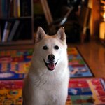 [허스키<b>심바</b>] <b>심바</b>의 산책일기 -산책하고 친구들도 만나고 킁킁거리고-