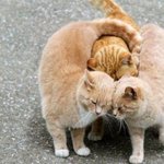 <b>포옹</b>하는 게 좋은 고양이들