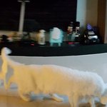 [<b>롯</b>츠] 장난꾸러기 하얀 고양이 일상 7