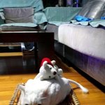 [고양이] 11살된 <b>터키</b>쉬 앙고라~~ 하루
