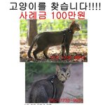 [고양이] (추가제보)김철수씨가 아배붑을 애타게 찾고 있습니다....