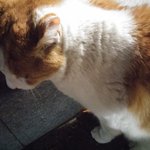 <b>고냥</b>이