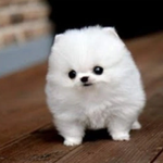 [EXO] 아까도배하던백현팬 <b>본색</b>나오네