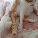 [고양이] 나의 동거남 <b>도칠</b>이 중성화수술