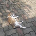 저희 <b>학교</b>에 사는 고양이 봐주세요