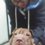 시흥엔젤홈 유기견보호소에 버려진 샤페이