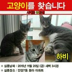 [고양이] 고양이를 찾아요
