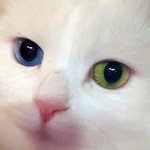 [고양이] +추가) 내새끼 <b>밀크</b>