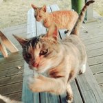 길고양이와 친구되는중