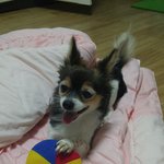 발바리^^ 10살 깜이에요