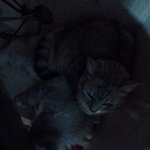 [고양이] 나의 쭈꾸미를 소개 합니다!