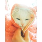 [고양이] 오드아이<b>밀크</b> 핵귀욤짤