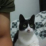 [고양이] (+사진/내용 추가) 코옆에 <b>점</b>이 <b>매력</b>적인 가또입니다!