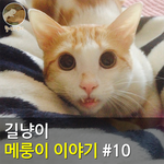 [메룽이<b>집사</b>] 길냥이 메룽이 이야기 #10