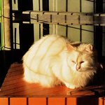 [유기견] [해피빈] 모든것이 두려운 <b>향기</b>에게 힘을 주세요.