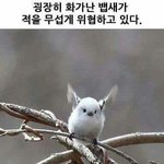 [방탄소년단] 뱁새ㅋㅋㅋㅋ