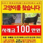 <b>아베</b>붑을 찿습니다