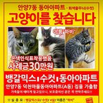 [고양이] 고양이를 찾아요
