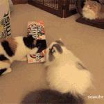 [고양이] 냥이들의 종특 ㅋㅋㅋㅋ.<b>gif</b>