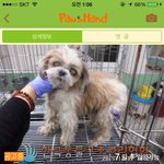 길거리에 버려진 <b>노견</b>입니다. (추가)