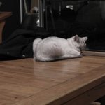 냥이는 잠만 잘 자더라