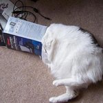 호기심때문에 <b>체면</b> 구긴 냥이