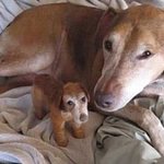 [ABpet] 강아지 털로 만든 <b>인형</b> 