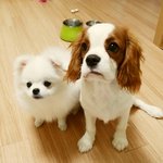 [코코토끼] 코코 와 토끼