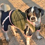 광주광역시 광산구 우산동에서 실종된 시<b>츄</b>믹스 유월이를 찾습니다.