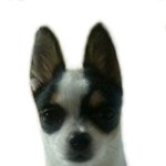 강아지 증명사진