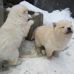 [ABpet] 눈<b>온다</b>!!