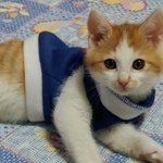 [고양이] <b>야야</b> 옷있었네