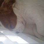 [코코토끼] 코코 와 토끼 _ <b>수면</b>편...