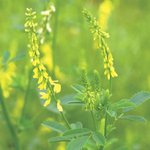 [건강] ** '치질' 잡는 '멜릴로<b>투스</b>' 꽃**