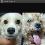 [강아지] (수정)<b>이틀</b>후안락사당하는개들도와주세요