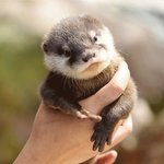 [EXO] 애기<b>수달</b>