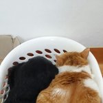 [고양이] 지붕과 <b>체온</b>만 빌려주세요...평생요...^^ 다시 힘을...