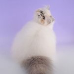 보들보들 <b>솜사탕</b>같은 고양이