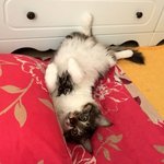 [고양이] 저희집 냥이가 아무곳에나 쉬를 해요 ㅠㅠ