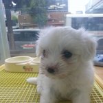 내이름은 <b>맹구</b>