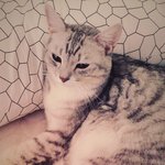 [고양이] 나의 쭈꾸미를 소개 합니다.