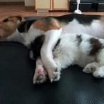 [강아지] 우린연인사이..비글과<b>시추</b>