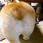 강아지 <b>궁디</b>쨜 모음