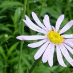 장길자회장님(iwf)국제위러브유운동본부 - 네팔 <b>포카라</b> 헌혈하나둘운동