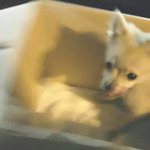 [바리] [#바리] 크림포메라니안 바리와의 첫만남 - 0001