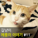 [메룽이<b>집사</b>] 길냥이 메룽이 이야기 #11
