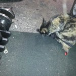 [고양이] 고양이꼬리<b>치료</b>비용 얼마드나요?
