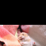 [드루와] 다들어와바ㅠ <b>이</b> <b>쥐</b> 진짜 귀엽다 ㅠㅠ